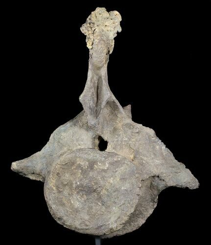 Triceratops Dorsal Vertebrae On Stand - North Dakota #51389